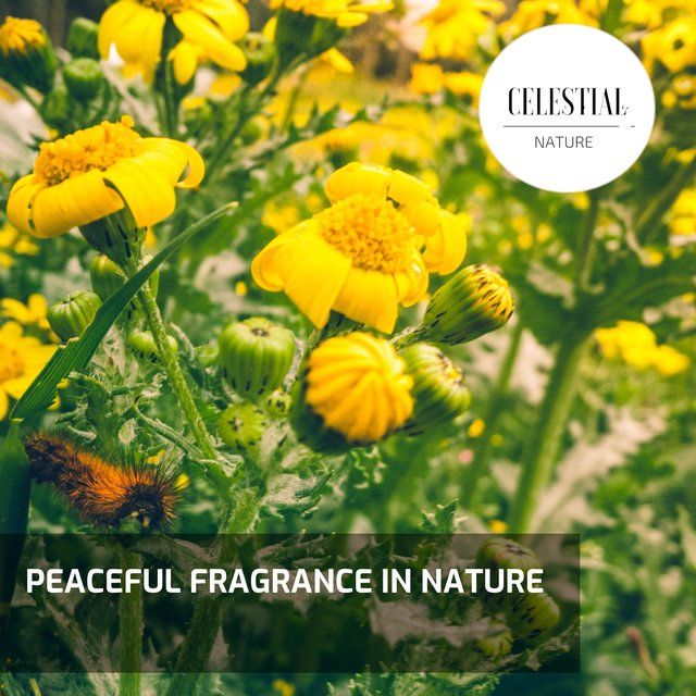 Peaceful Fragrance In Nature