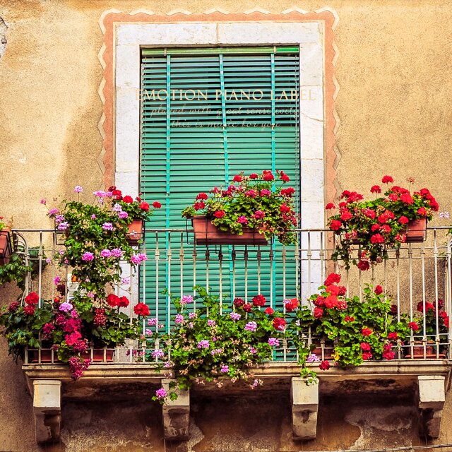 Flowers blooming in the streets