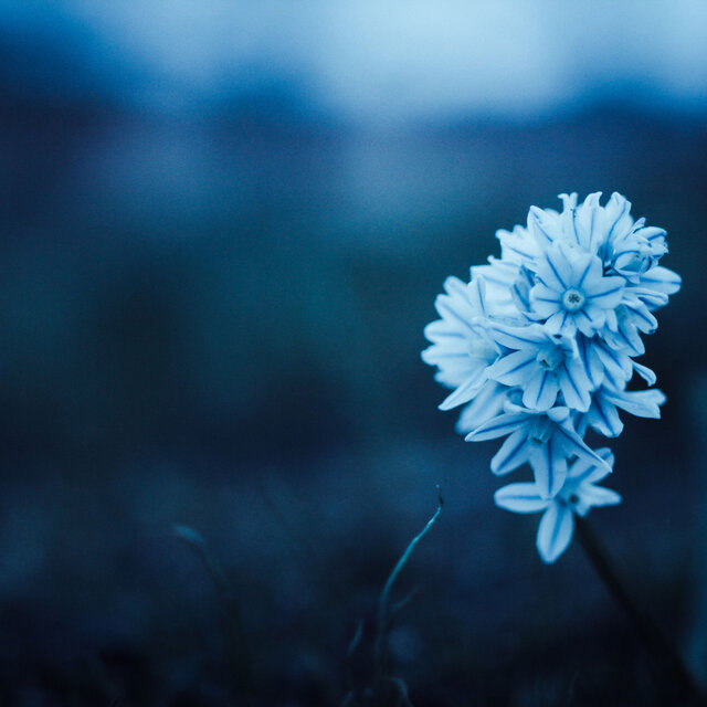 Lily Glows