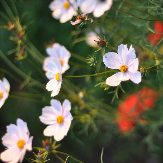 Wildflower (1)
