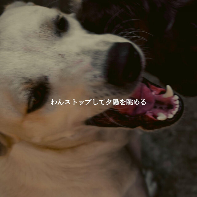 わんストップして夕陽を眺める