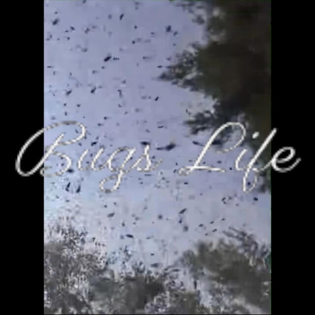 Bugs Life