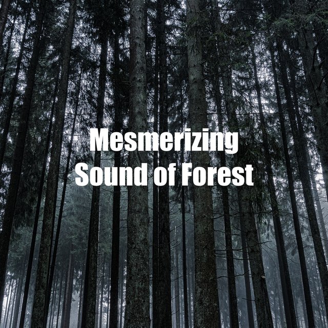 Mesmerizing Sound of Forest