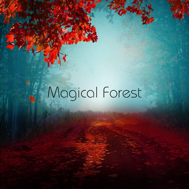 Magical Forest, 12 Minute Meditation for Anxiety