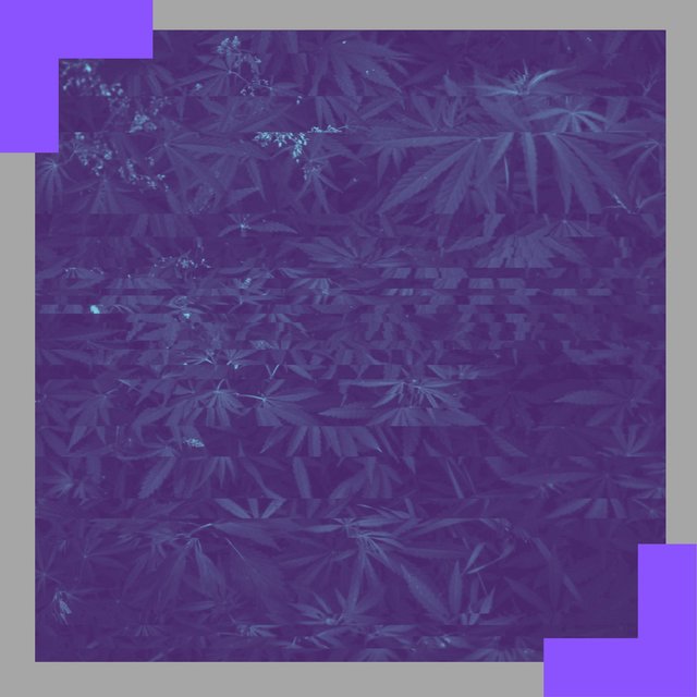 KushLand 3