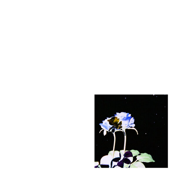 Blue Rose
