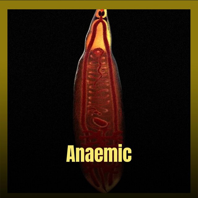 Anaemic