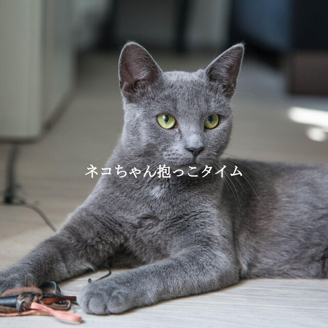 ネコちゃん抱っこタイム
