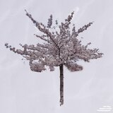 Kirschblütenbaum (feat. Calité)