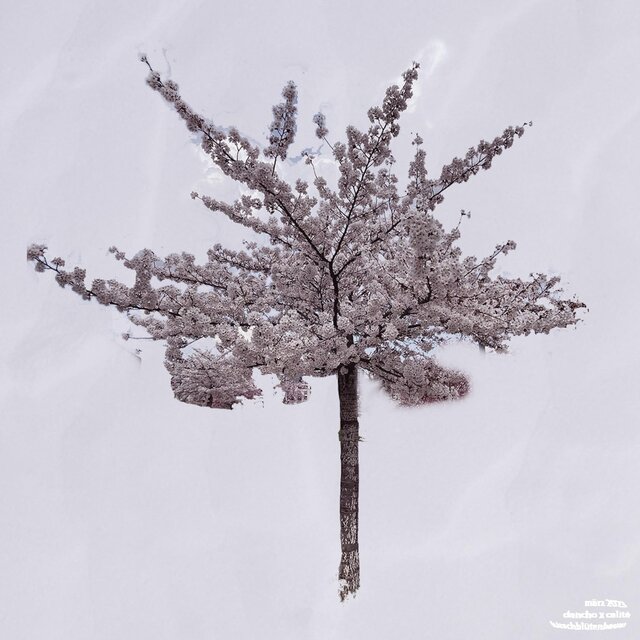 Kirschblütenbaum (feat. Calité)