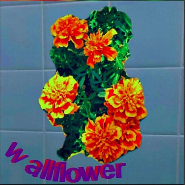 WALLFLOWER