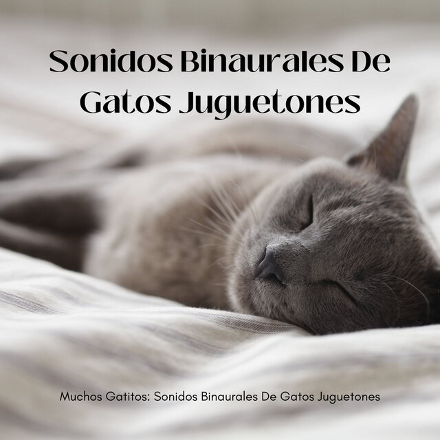 Muchos Gatitos: Sonidos Binaurales De Gatos Juguetones
