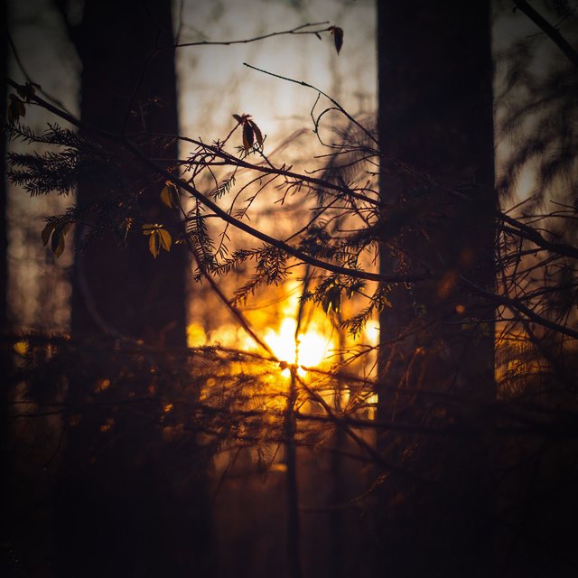 Crickets Singing in Forest for Peaceful Sleep and Relaxation