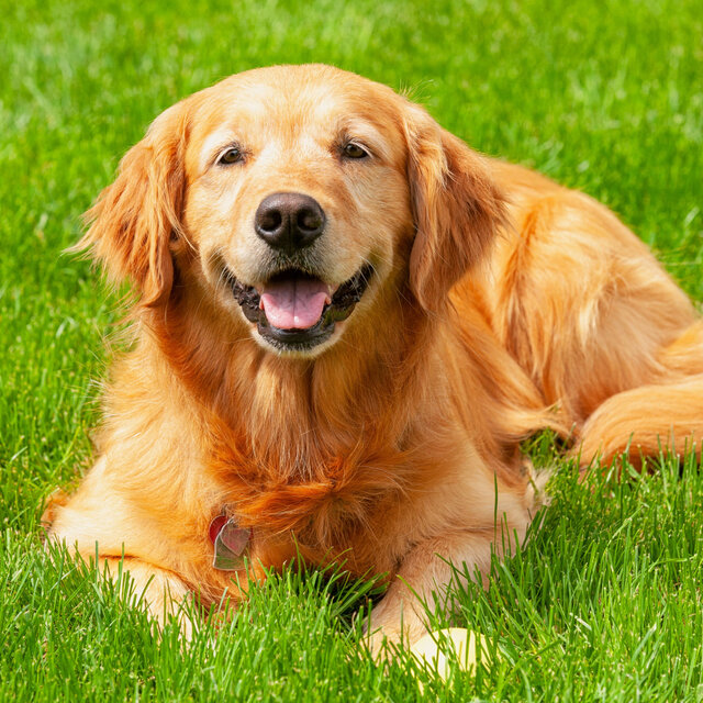 Nature's Chill Performance: Crystal Singing Bowls for Relaxed Dogs