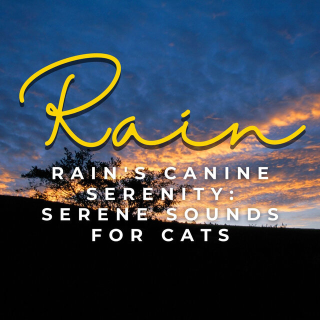 Rain's Feline Tranquility: Serene Sounds for Cats
