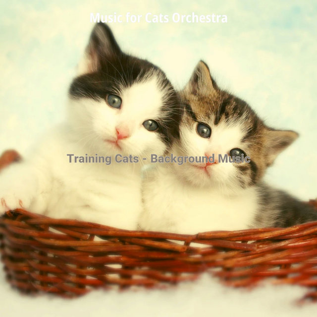 Training Cats - Background Music