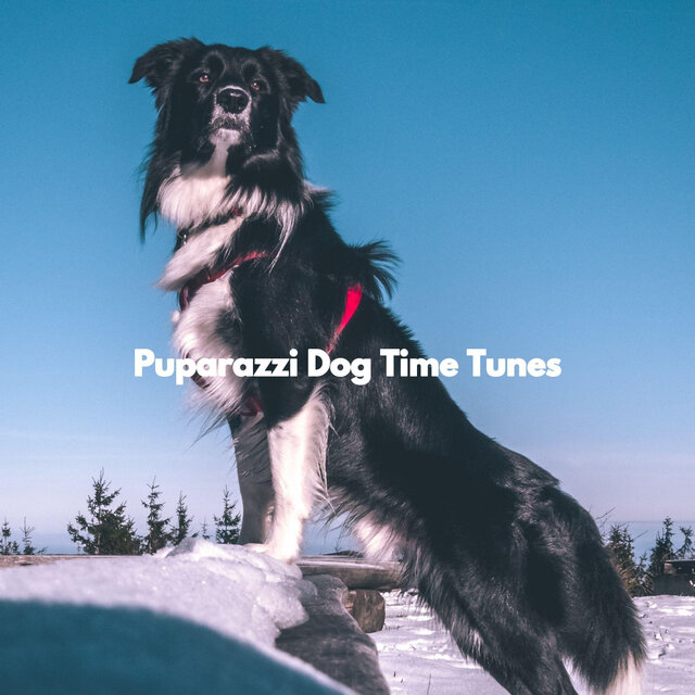 Puparazzi Dog Time Tunes