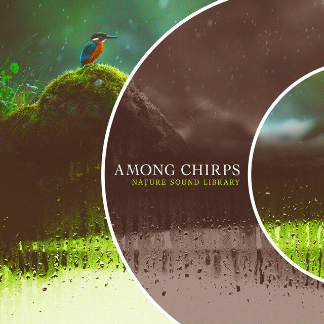 Among Chirps