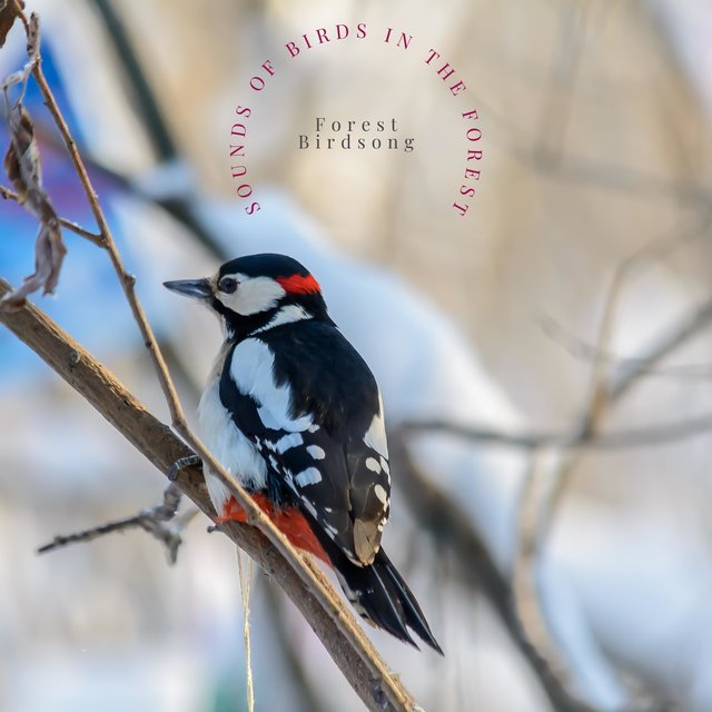 Sounds of Birds in the Forest