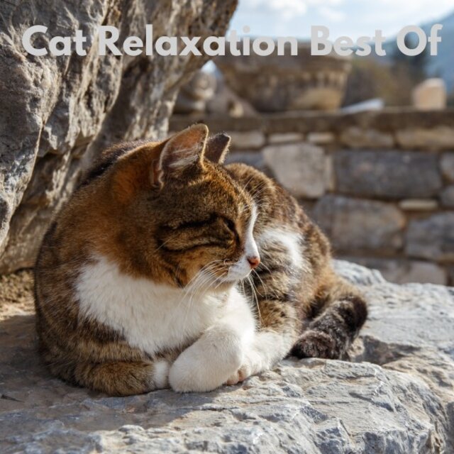 Cat Relaxation Best Of