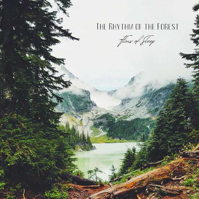 The Rhythm of the Forest