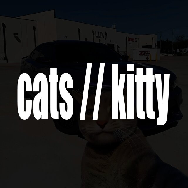 cats // kitty