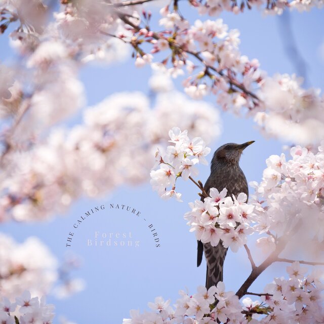 The Calming Nature – Birds