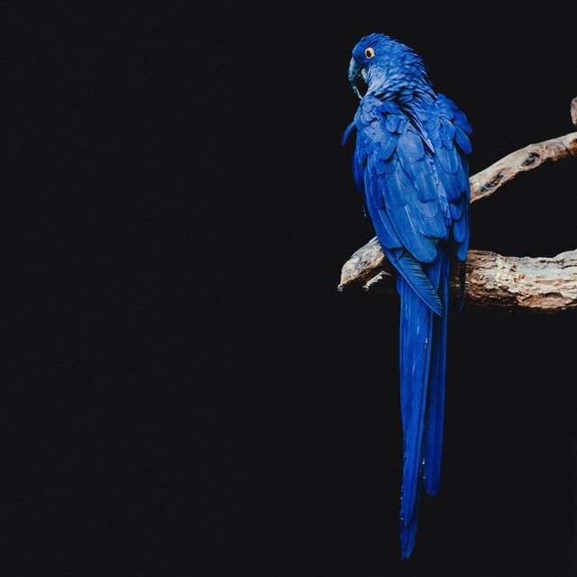 If Blue Is Blue