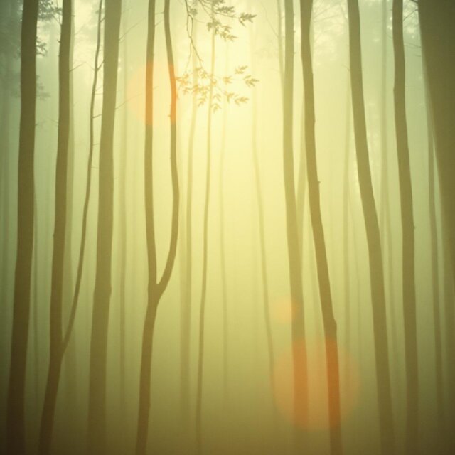 Echoes of the Forest