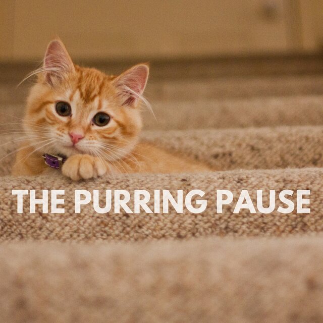 The Purring Pause