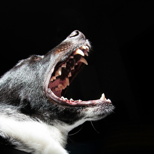 Growl