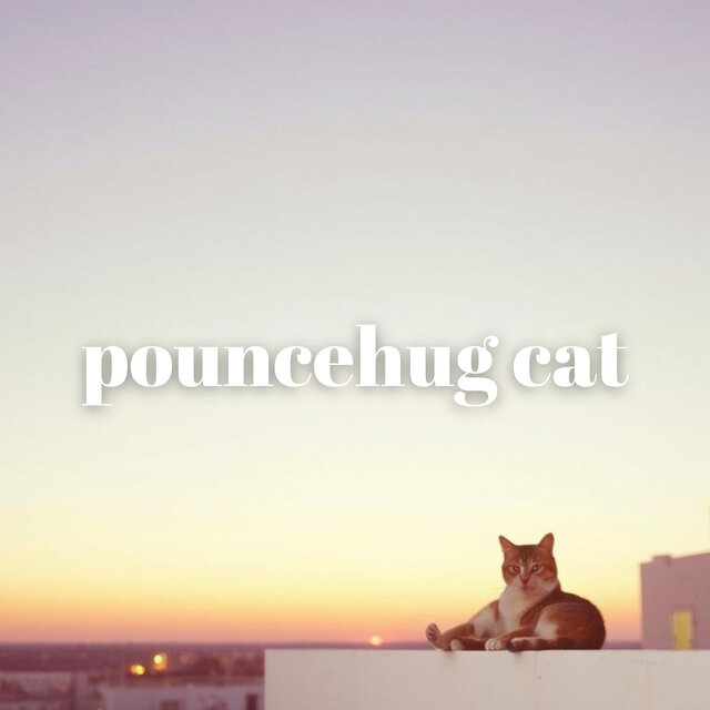 pouncehug cat