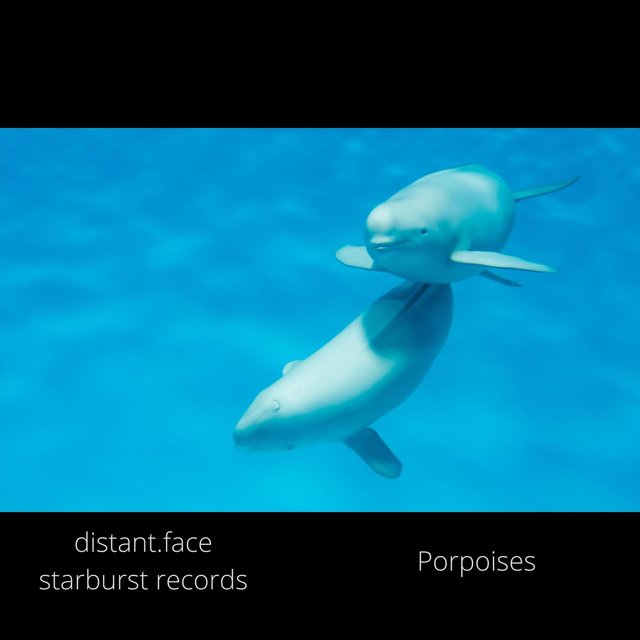 Porpoises