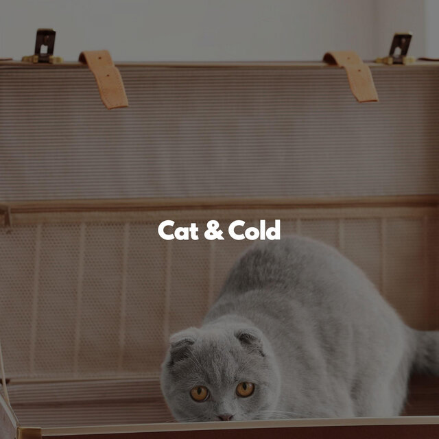 Cat & Cold
