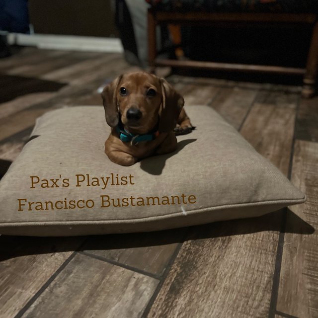 Pax’s Playlist