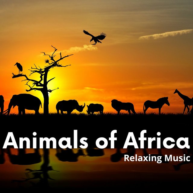 Animals of Africa, Relaxing Music