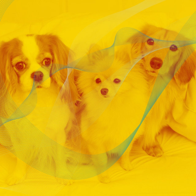 Mellow Brazilian Jazz - Background for Sleepy Pups