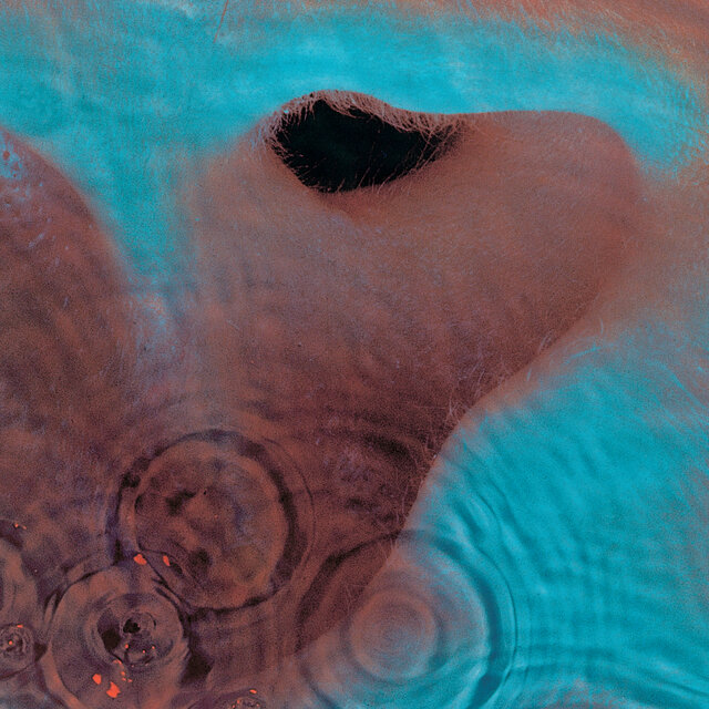 Cover art for album Meddle by Pink Floyd