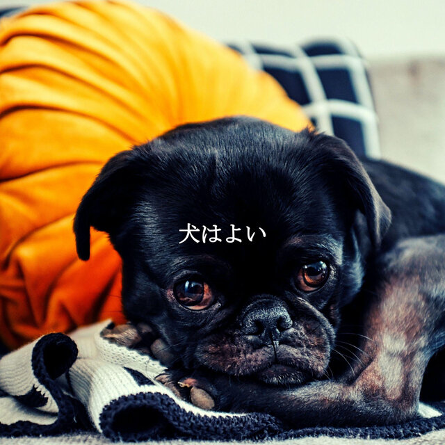 犬はよい