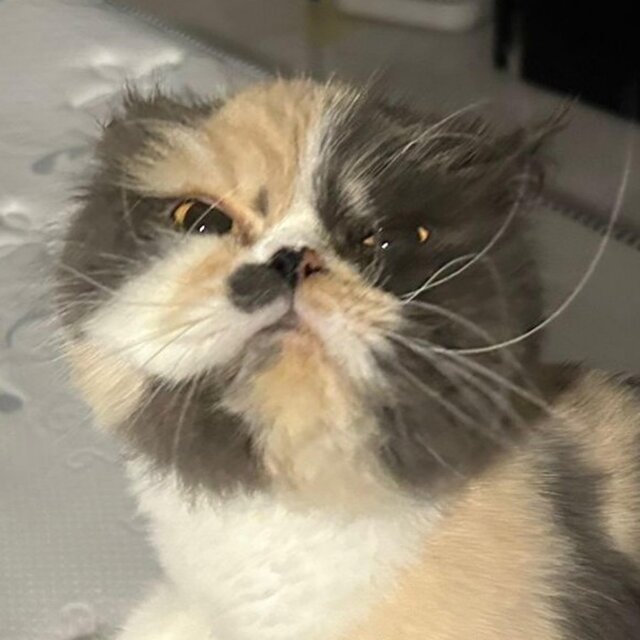 Hungry Pussy Cat (Cat Fails Video Compilation )