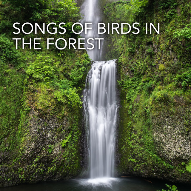 Songs Of Birds In The Forest