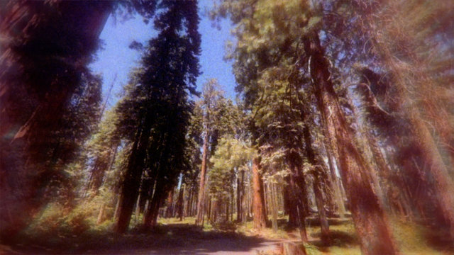 Redwood Tree (Lyric Visualizer)