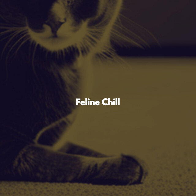 Feline Chill