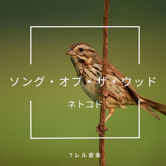 ソング・オブ・ザ・ウッド