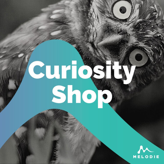 Curiosity Shop