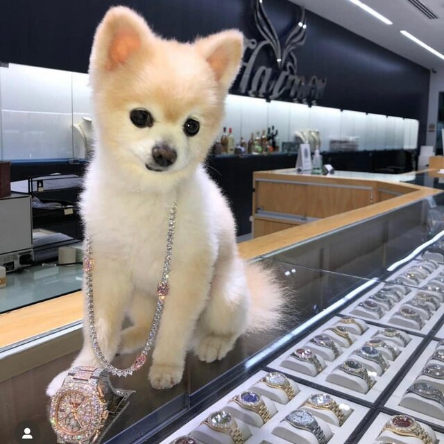 Goin Haimov