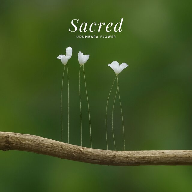 Sacred Udumbara Flower