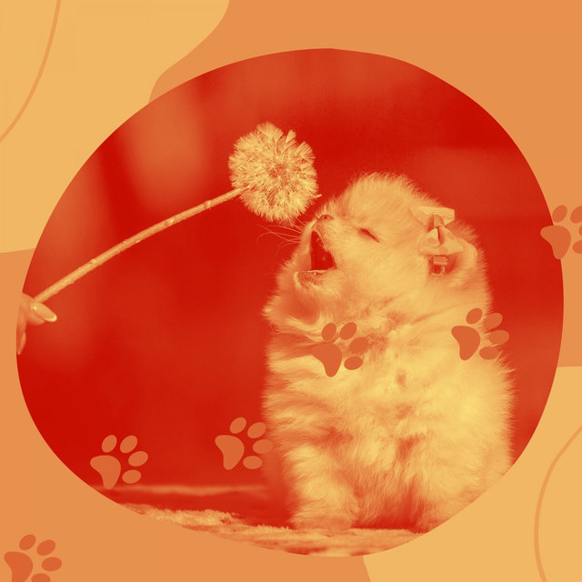 Music for Resting Pups (Acoustic Guitar)
