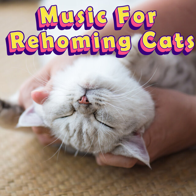 Music For Calming Feral Cats - Kitty Relaxation Deep Separation Anxiety Relief Music