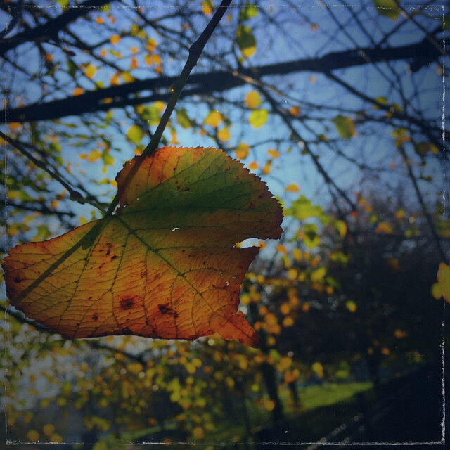Kicking Leaves